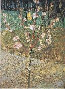 Vincent Van Gogh Flowering almond tree oil painting reproduction